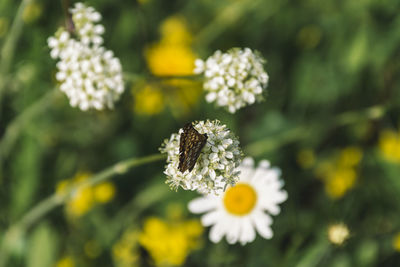 Close-up of butterfly pollinating on white flowering plant