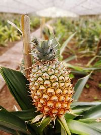 Close-up of plant