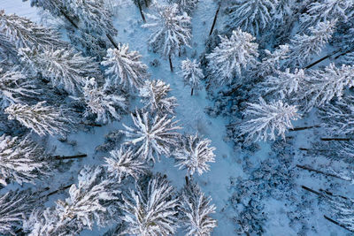 Full frame shot of frozen plants