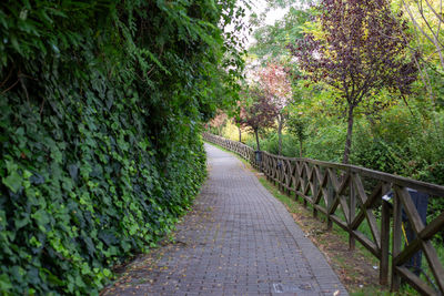 Footpath amidst trees