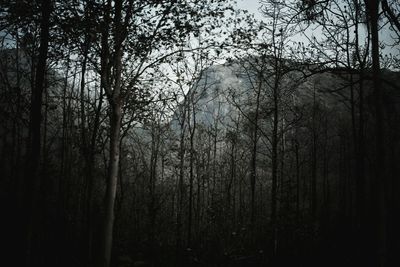 Low angle view of trees in forest