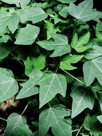 Full frame shot of leaves