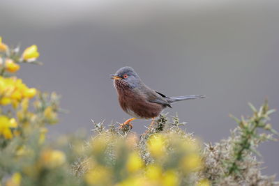 Close-up of bird perching on plant