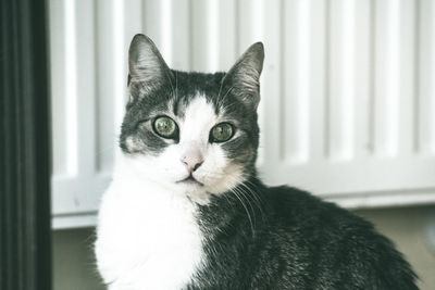 Close-up portrait of cat