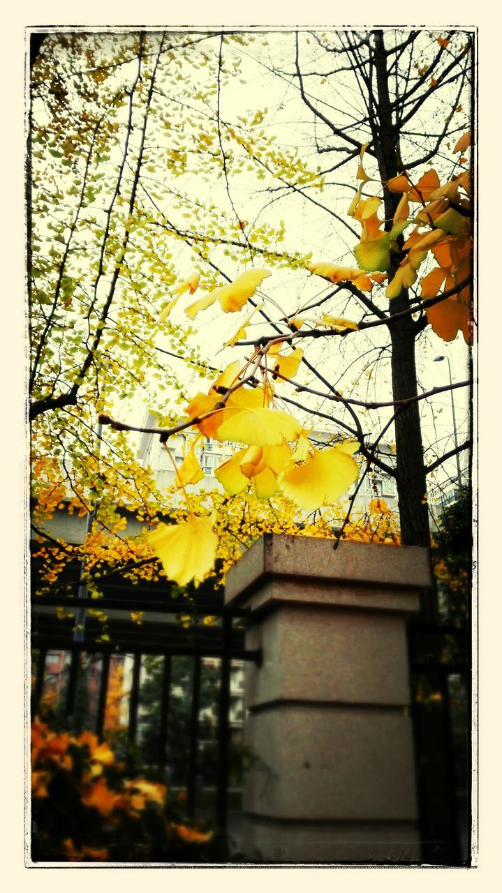 yellow, building exterior, architecture, flower, built structure, transfer print, tree, house, branch, growth, auto post production filter, window, fragility, low angle view, nature, season, day, focus on foreground, autumn, freshness