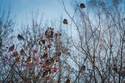 Birds perching on bare tree