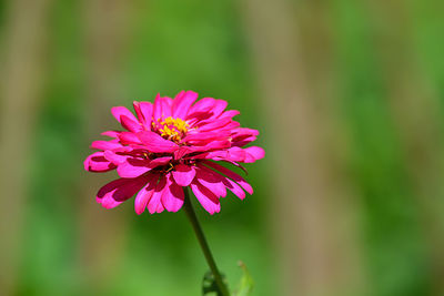 Close-up of pink flowering plant