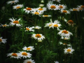 Close-up of white daisy flowers