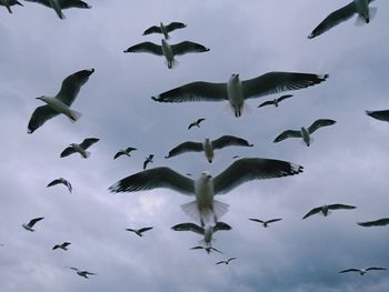 Low angle view of seagulls flying against sky