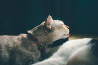 Close-up of a dog yawning