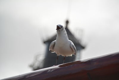 Low angle view of seagull perching on railing against sky