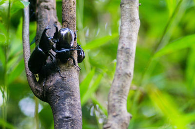 Close-up of lizard on tree trunk