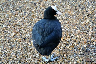 Black bird on pebbles