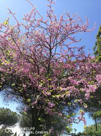 Low angle view of tree against sky