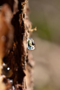 Close-up of insect