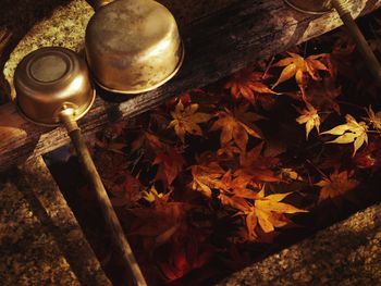 High angle view of maple leaves on metal