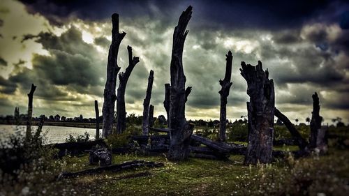Cactus plants on field against dramatic sky