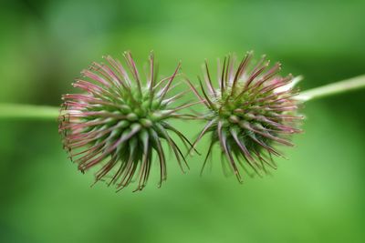 Close-up of red flowering plant