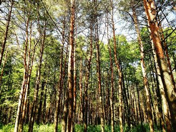 Low angle view of trees in forest