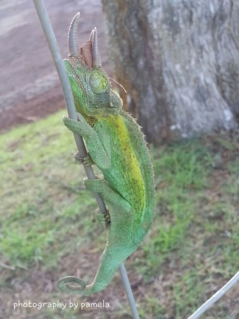 Jacksons chameleon