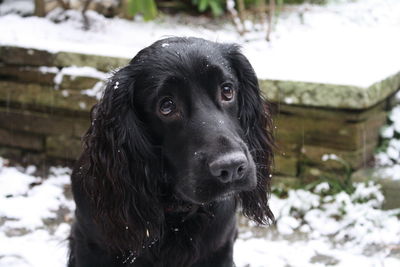 Close-up portrait of black dog on snow field