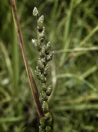 Close-up of plant