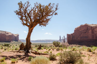 View of tree on rock formation against clear sky