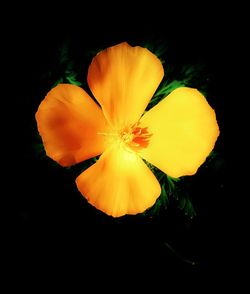 Close-up of yellow flower