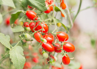 Close-up of tomatoes growing on plant