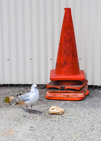 Seagull perching on bollard