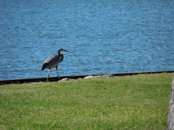 High angle view of gray heron perching on beach