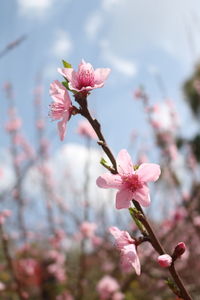 Close-up of pink cherry blossoms against sky