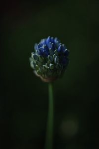 Close-up of flower buds growing outdoors