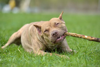 View of a dog on field