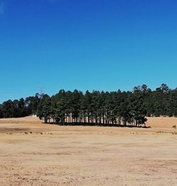 Trees on field against clear blue sky