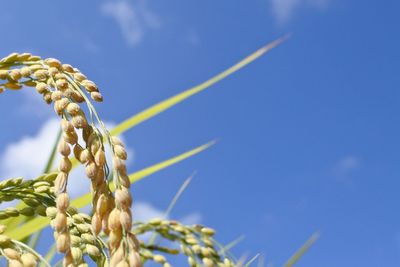 Close-up of plant against blue sky
