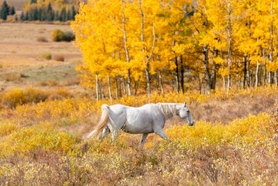 View of a dog on landscape
