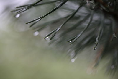 Close-up of raindrops on pine tree