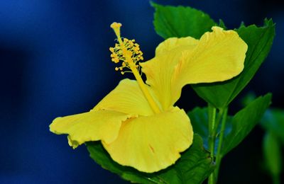 Close-up of yellow flower