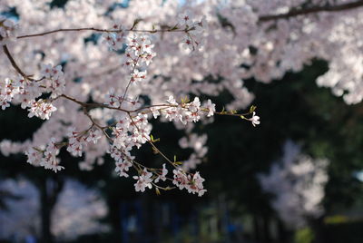 Close-up of cherry blossom