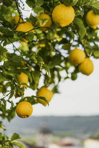 Lemon tree in