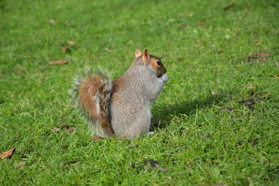 Squirrel on a field