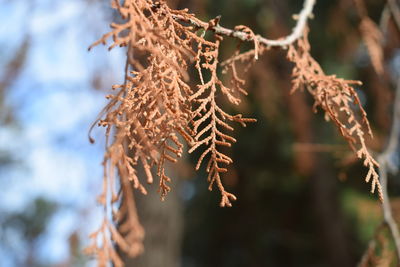 Close-up of dried leaves on branch