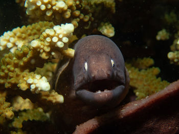 Close-up moray eel