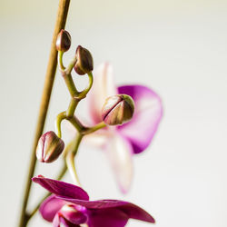 Close-up of orchid pink flowering plant against white background