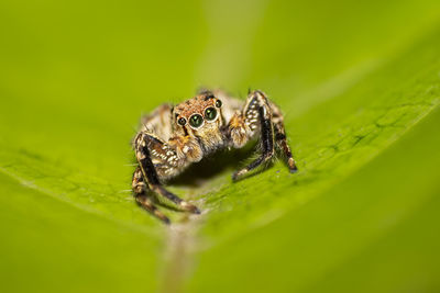 Spider macro on a green leaf