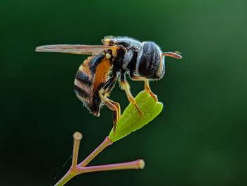 Close-up of insect on flower