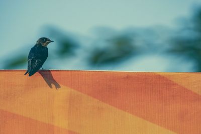 Bird perching on wall against sky