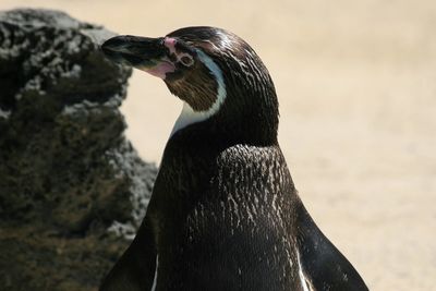 Close-up of a bird