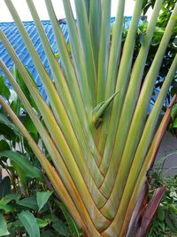 Close-up of palm tree leaf
